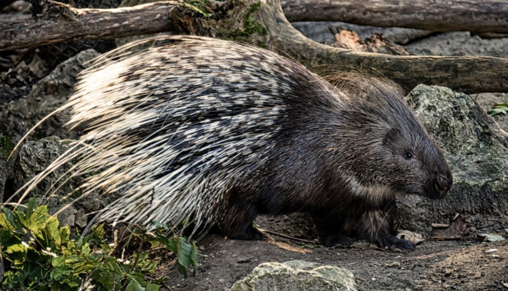 Die Stachelschweine